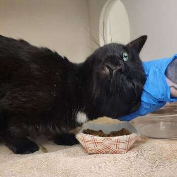 Domestic Short Hair Cats Available for Adoption - Carmen | PetCurious