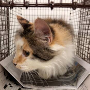 Wink -  Domestic Medium Hair Cat for Adoption in Philadelphia, Pennsylvania - Wink | PetCurious