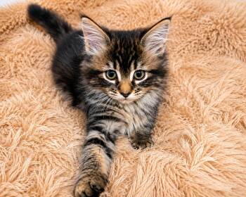 April -  Domestic Long Hair Cat for Adoption in Gardnerville, Nevada - April | PetCurious
