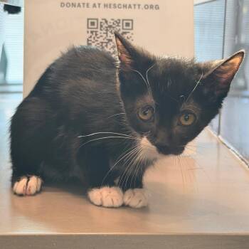 Danio -  Domestic Short Hair Cat for Adoption in Chattanooga, Tennessee - Danio | PetCurious
