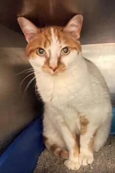 Molly -  Domestic Short Hair Cat for Adoption in Great Bend, Kansas - Molly | PetCurious