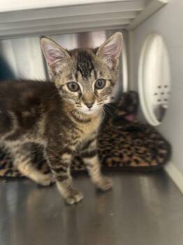 Domestic Short Hair Cats Available for Adoption in Fort Lupton, Colorado - Peppermint Fizz | PetCurious