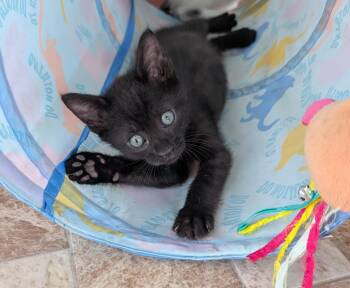 ROWENA -  American Shorthair Cat for Adoption in Elgin, South Carolina - ROWENA | PetCurious