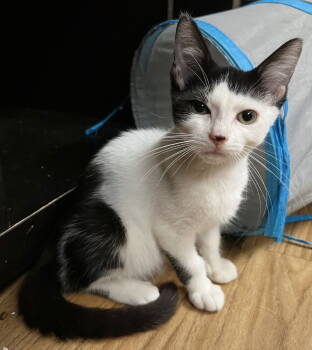 Rescue Domestic Short Hair Cats for Adoption in Apopka, Florida - Ranger 7.14.25 | PetCurious