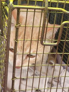 Domestic Short Hair Cats Available for Adoption in San Antonio, Texas - MANGO | PetCurious