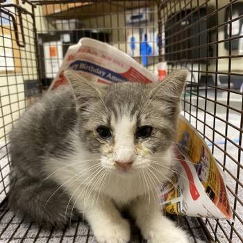 A611927 -  Domestic Short Hair Cat for Adoption in Modesto, California - A611927 | PetCurious