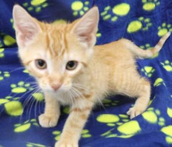 Petri -  Domestic Short Hair Cat for Adoption in Thief River Falls, Minnesota - Petri | PetCurious