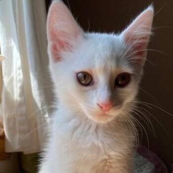Astrid -  Domestic Short Hair Cat for Adoption in Keizer, Oregon - Astrid | PetCurious