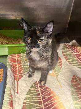 Nilla -  Domestic Short Hair Cat for Adoption in Hopkinsville, Kentucky - Nilla | PetCurious