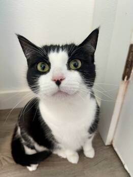 Rescue Domestic Short Hair Cats for Adoption in Poughkeepsie, New York - Minor Aka Abby | PetCurious