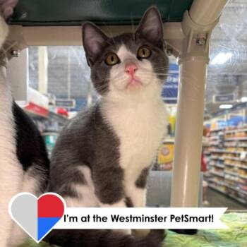 Boomski -  Domestic Short Hair Cat for Adoption in Fort Collins, Colorado - Boomski | PetCurious