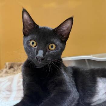 Mindy -  Domestic Short Hair Cat for Adoption in East Hanover, New Jersey - Mindy | PetCurious