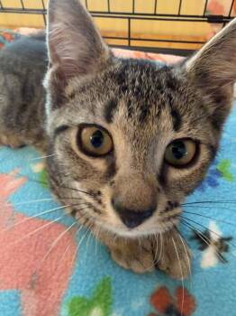 Lucy -  Domestic Short Hair Cat for Adoption in Moorestown, New Jersey - Lucy | PetCurious