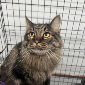 Domestic Long Hair Cats Available for Adoption in Las Vegas, Nevada - Houdini | PetCurious