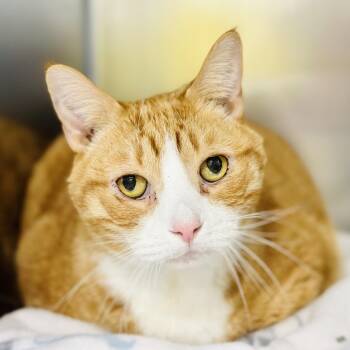 Domestic Short Hair Cats Available for Adoption - Benson  | PetCurious