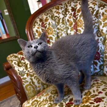 Sarah -  Domestic Short Hair Cat for Adoption in Lexington, Kentucky - Sarah | PetCurious