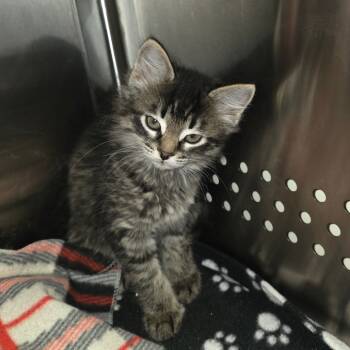 Rescue Domestic Medium Hair Cats for Adoption in Port Townsend, Washington - Bubblegum | PetCurious