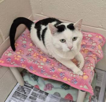 Domestic Short Hair Cats Available for Adoption - VESPER | PetCurious