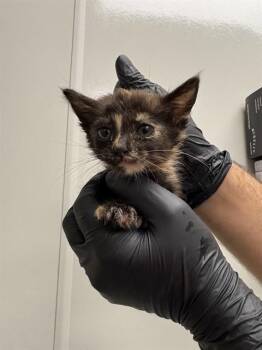 RIYO - NEEDS FOSTER -  Domestic Short Hair Cat for Adoption in Ontario, California - RIYO - NEEDS FOSTER | PetCurious