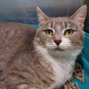 Rescue Domestic Short Hair Cats for Adoption in Dayton, Ohio - Mona | PetCurious