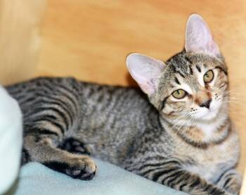 Rescue Tabby Cats for Adoption in San Clemente, California - RUBY | PetCurious