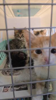 Buckwheat -  Domestic Short Hair Cat for Adoption in Pacifica, California - Buckwheat | PetCurious