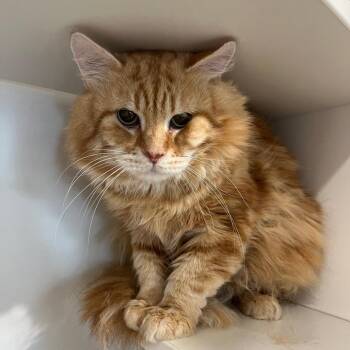 Max -  Siberian Cat for Adoption in Buellton, California - Max | PetCurious