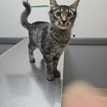 George -  Domestic Long Hair Cat for Adoption in Tulsa, Oklahoma - George | PetCurious