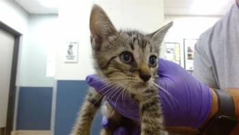 BANDIT -  Domestic Short Hair Cat for Adoption in Doral, Florida - BANDIT | PetCurious