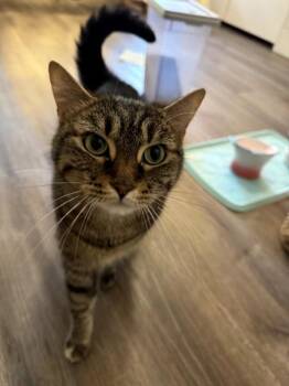 Eevee (Sammy Sweetheart) (Adoption fee 45 dollars) -  Domestic Short Hair Cat for Adoption in Duluth, Georgia - Eevee (Sammy Sweetheart) (Adoption Fee 45 Dollars) | PetCurious