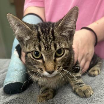 Bronco -  Domestic Short Hair Cat for Adoption in West Point, Mississippi - Bronco | PetCurious