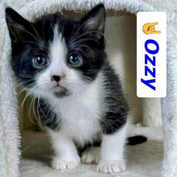 Domestic Medium Hair Cats Available for Adoption in Reston, Virginia - Ozzy | PetCurious