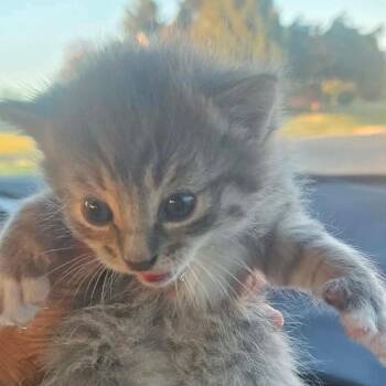 Jupiter -  Domestic Short Hair Cat for Adoption in Nampa, Idaho - Jupiter | PetCurious