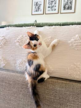 Autumn -  Domestic Medium Hair Cat for Adoption in Sunrise, Florida - Autumn | PetCurious
