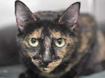 Lavender -  Domestic Medium Hair Cat for Adoption in Portland, Oregon - Lavender | PetCurious