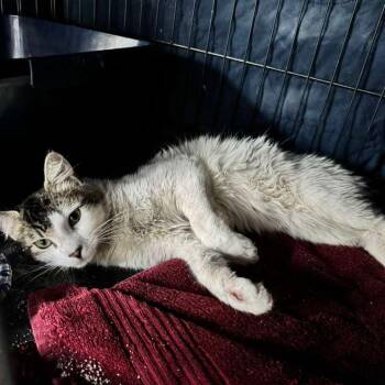 Joon -  Domestic Medium Hair Cat for Adoption in Long Beach, California - Joon | PetCurious