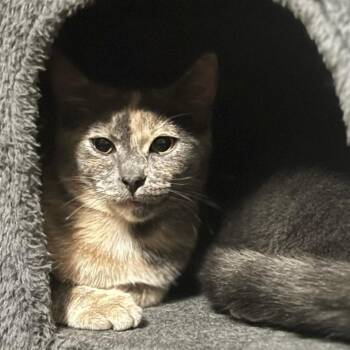 Georgia -  Domestic Short Hair Cat for Adoption - Georgia | PetCurious