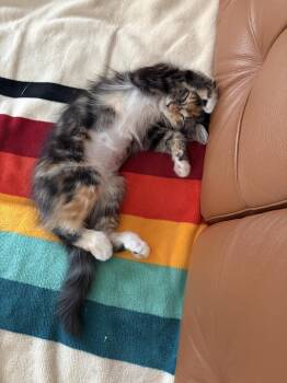Kay -  Calico Cat for Adoption in Kennewick, Washington - Kay | PetCurious