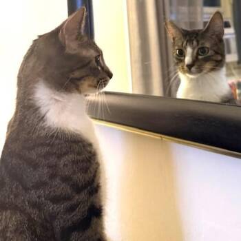 Rescue Domestic Short Hair Cats for Adoption in New York, New York - Augusta & Remy | PetCurious