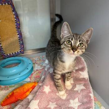 Rescue Domestic Short Hair Cats for Adoption in Miami Beach, Florida - Chickpea | PetCurious
