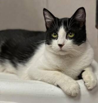 Robin -  Domestic Short Hair Cat for Adoption in Visalia, California - Robin | PetCurious