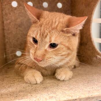 Domestic Short Hair Cats Available for Adoption - Velveeta | PetCurious