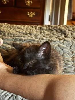 Eliza - ADOPTED -  Domestic Short Hair Cat for Adoption in Chamblee, Georgia - Eliza - ADOPTED | PetCurious