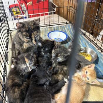 Hopper C12454 -  Domestic Short Hair Cat for Adoption - Hopper C12454 | PetCurious