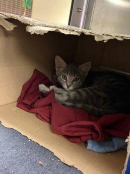 Isles -  Domestic Short Hair Cat for Adoption in West Chester, Pennsylvania - Isles | PetCurious