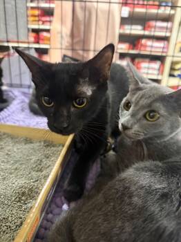 Juju -  Domestic Short Hair Cat for Adoption in Warrenville, South Carolina - Juju | PetCurious