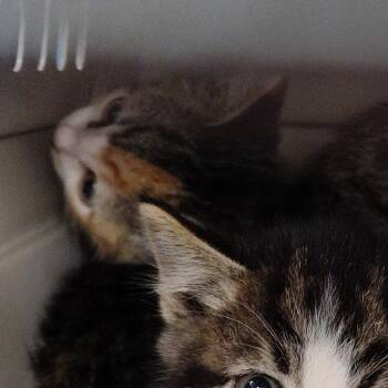 Bessie -  Domestic Medium Hair Cat for Adoption in Coos Bay, Oregon - Bessie | PetCurious
