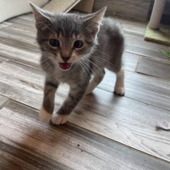 Domestic Short Hair Cats Available for Adoption in West Des Moines, Iowa - Andy | PetCurious