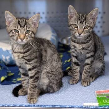 Rescue Domestic Short Hair Cats for Adoption in Madison, Wisconsin - Flying Dutchman | PetCurious