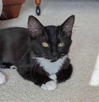 Rescue Domestic Medium Hair Cats for Adoption in San Jose, California - Classy | PetCurious